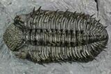 Spiny Drotops Armatus Trilobite - Excellent Preparation #125201-2